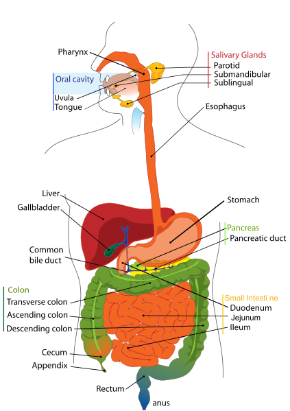 A Simple Way to Teach the Digestive System