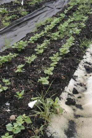 garden weed control