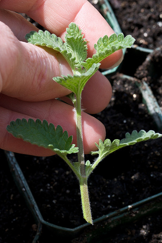 Propagating Perennials