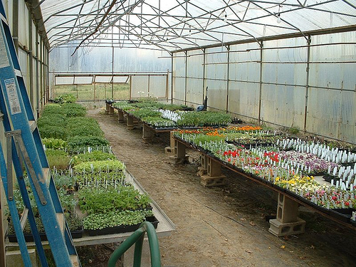One of my parent's greenhouses.