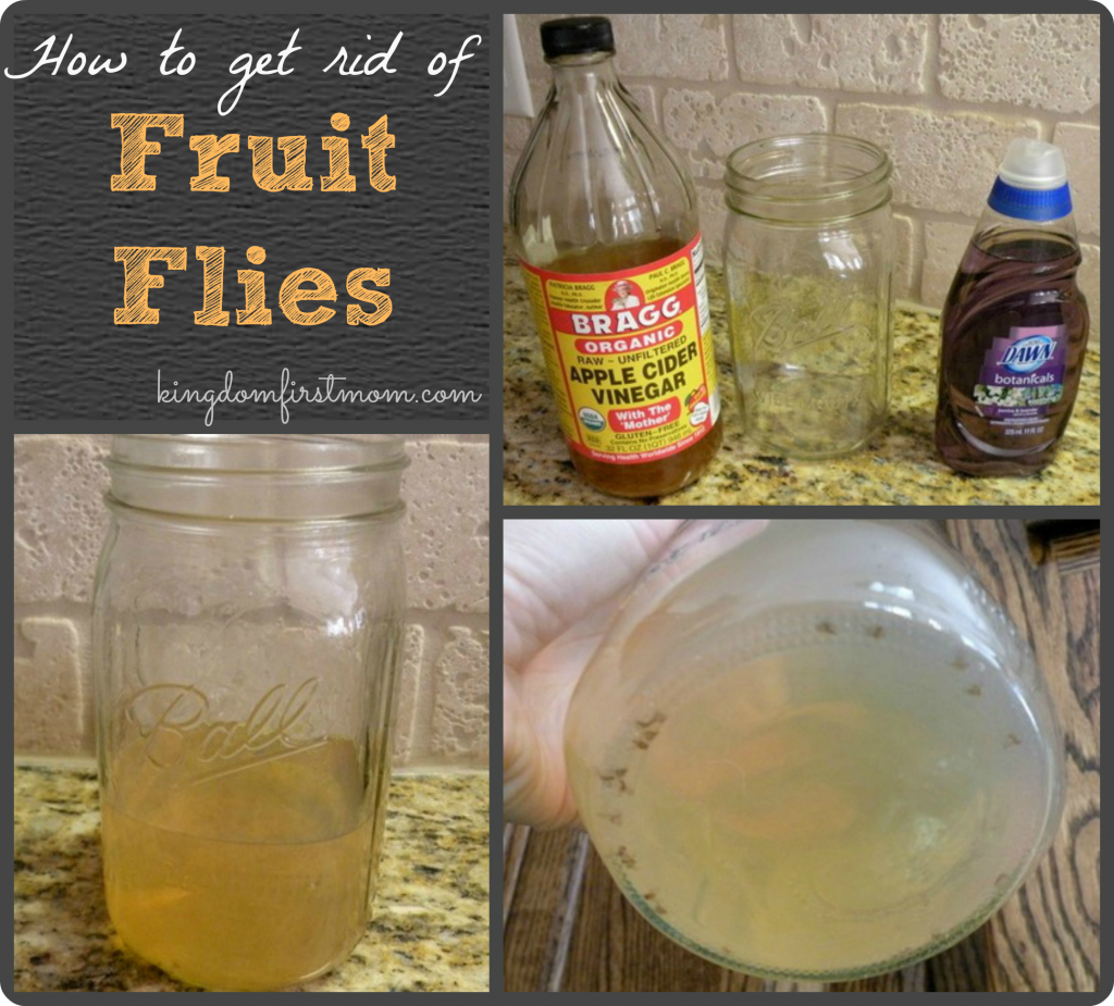 how-to-get-rid-of-fruit-flies